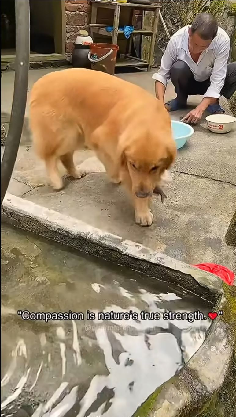 Keď si zvieratá pomáhajú